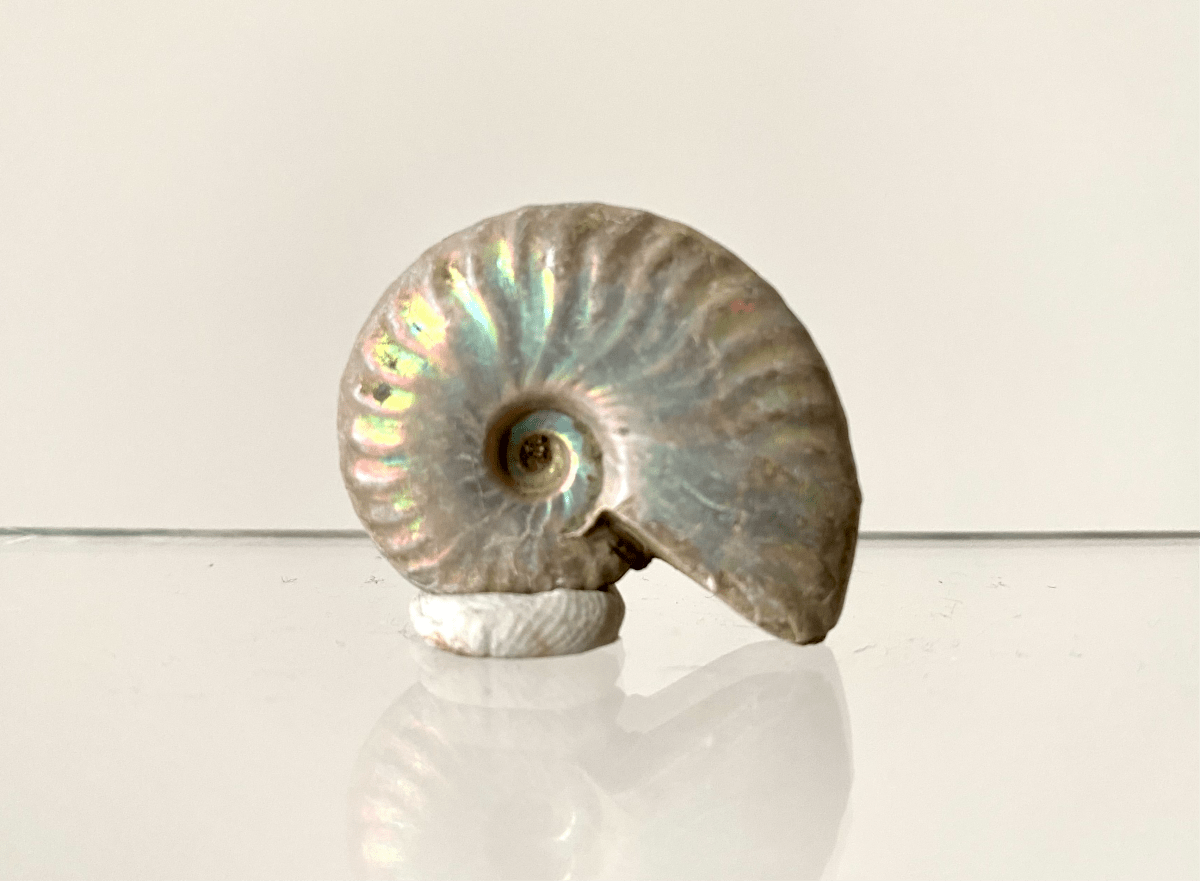 1.42" Small Iridescent Ammonite fossil from Madagascar - FossilsAndMore