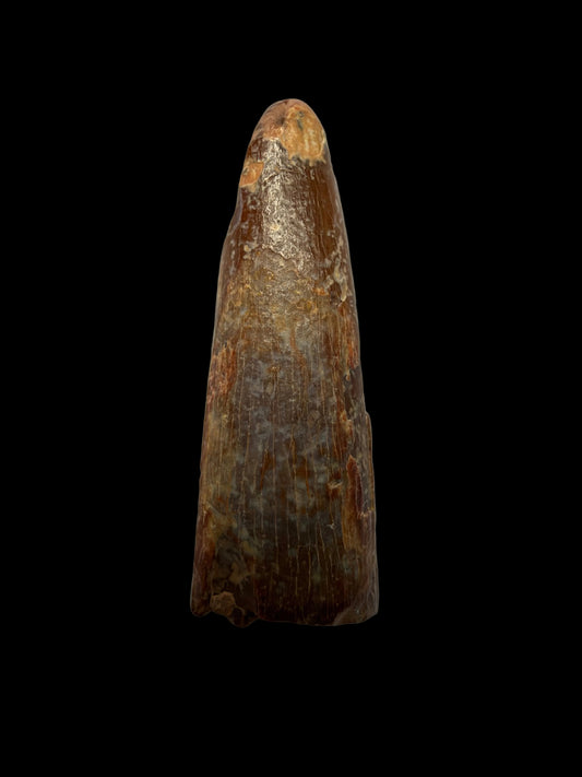 Pterosaur fossil tooth from Morocco | 0.98"