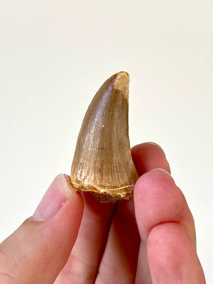 1.47" Mosasaurus species fossil tooth - FossilsAndMore