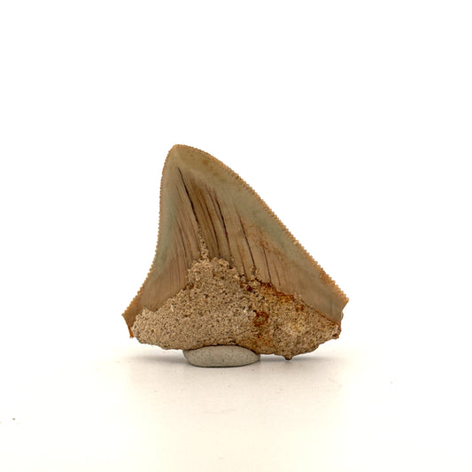 Megalodon Tooth Fragment from Indonesia | 1.75"