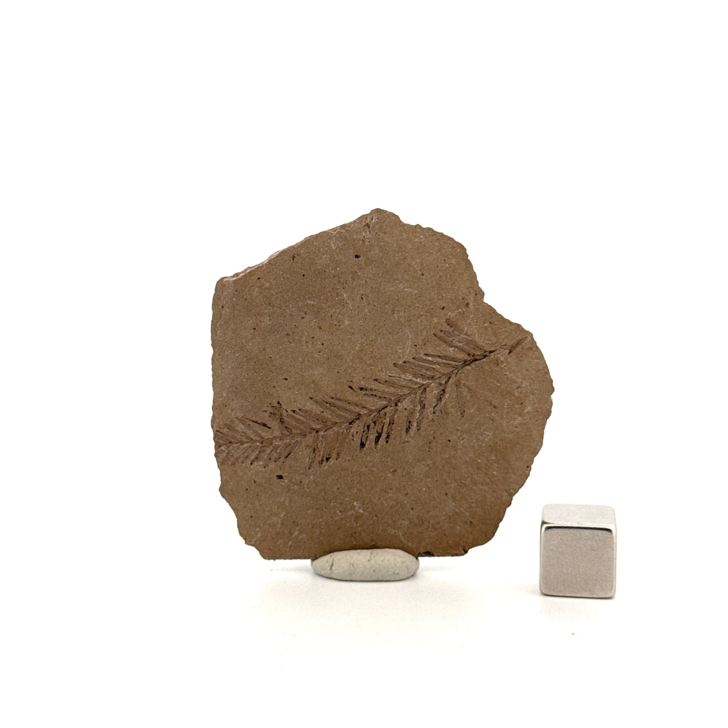 Metasequoia sp. Dawn Redwood leaf fossil (1.53") from Eocene, Canada