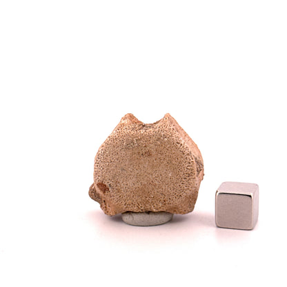 Small Mosasaur caudal vertebra from Late Cretaceous, Morocco (1.23")