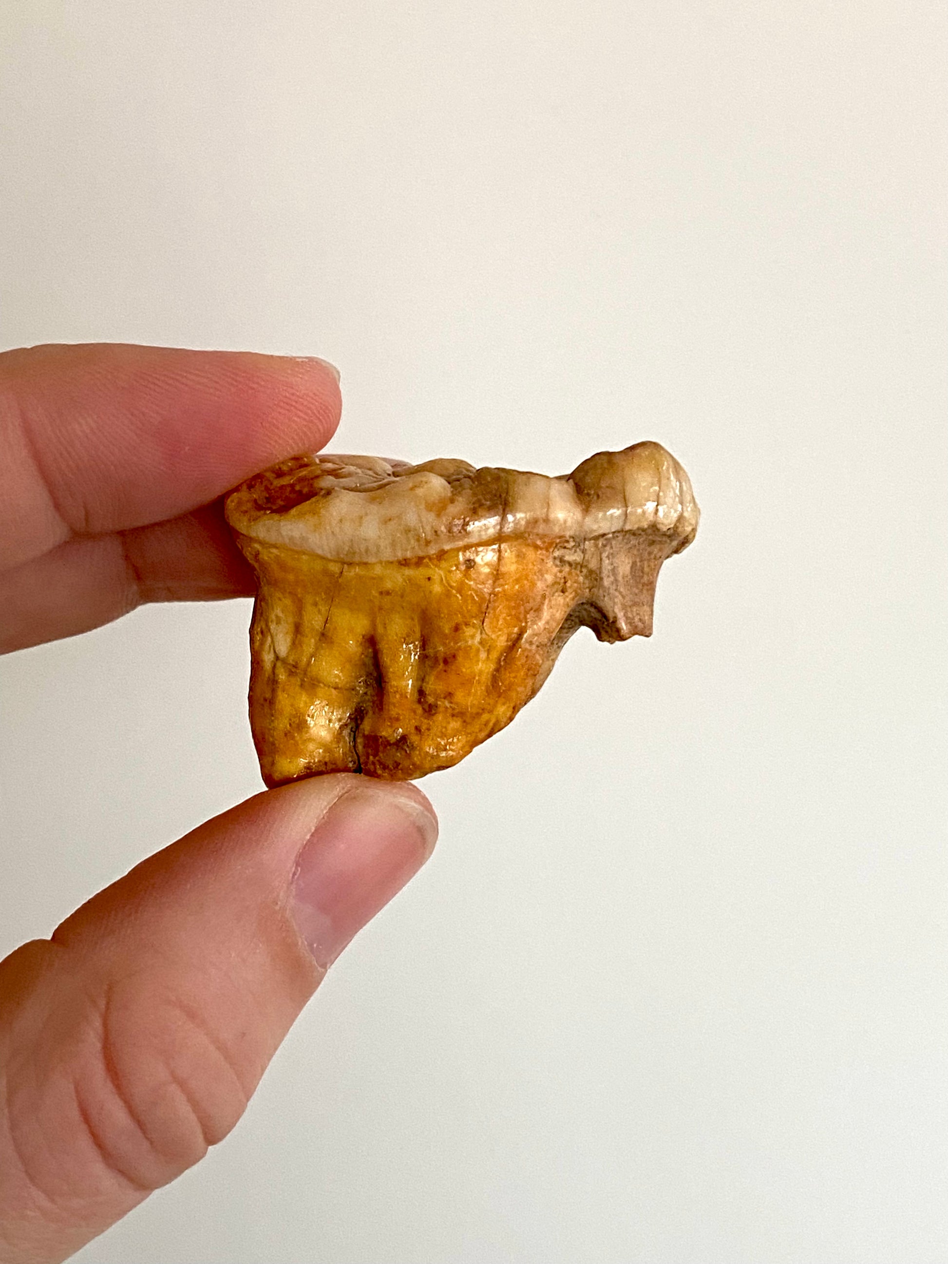 Cave Bear Molar - FossilsAndMore