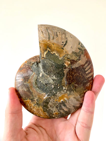 5.46" Ammonite Fossil, Cleoniceras species (2-sides, cut and polished)