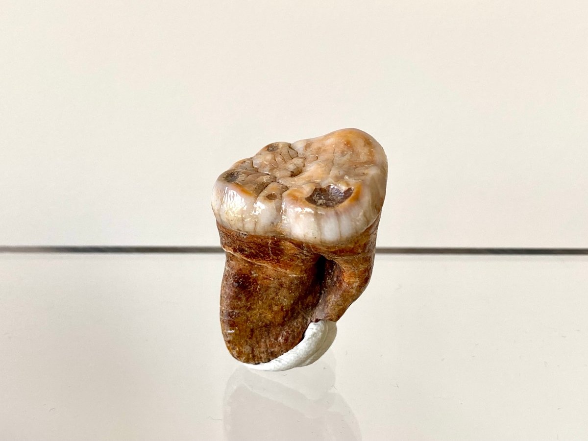 1.54" Cave Bear Molar from Rumania, Ursus Spelaeus fossil - FossilsAndMore