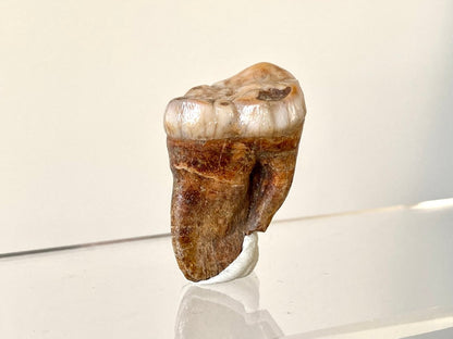 1.54" Cave Bear Molar from Rumania, Ursus Spelaeus fossil - FossilsAndMore