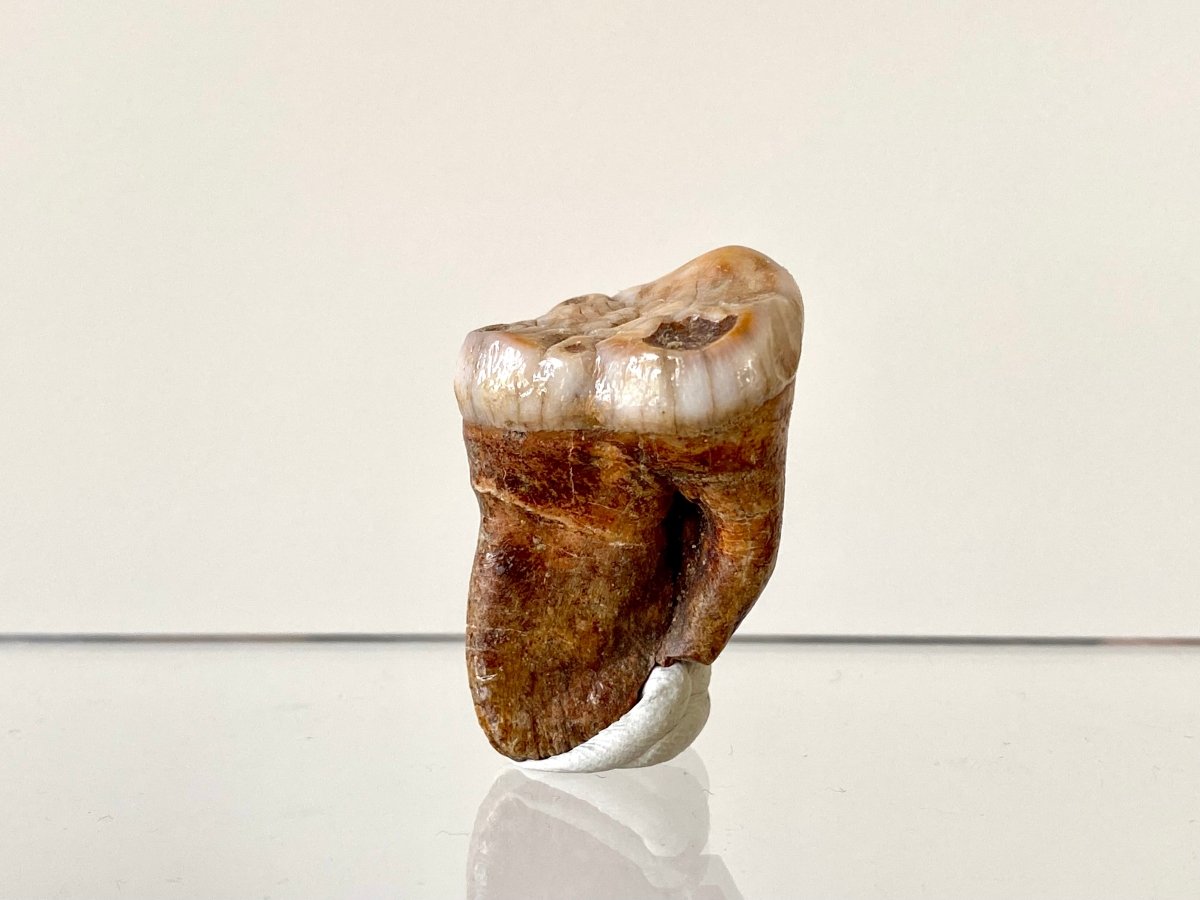 1.54" Cave Bear Molar from Rumania, Ursus Spelaeus fossil - FossilsAndMore