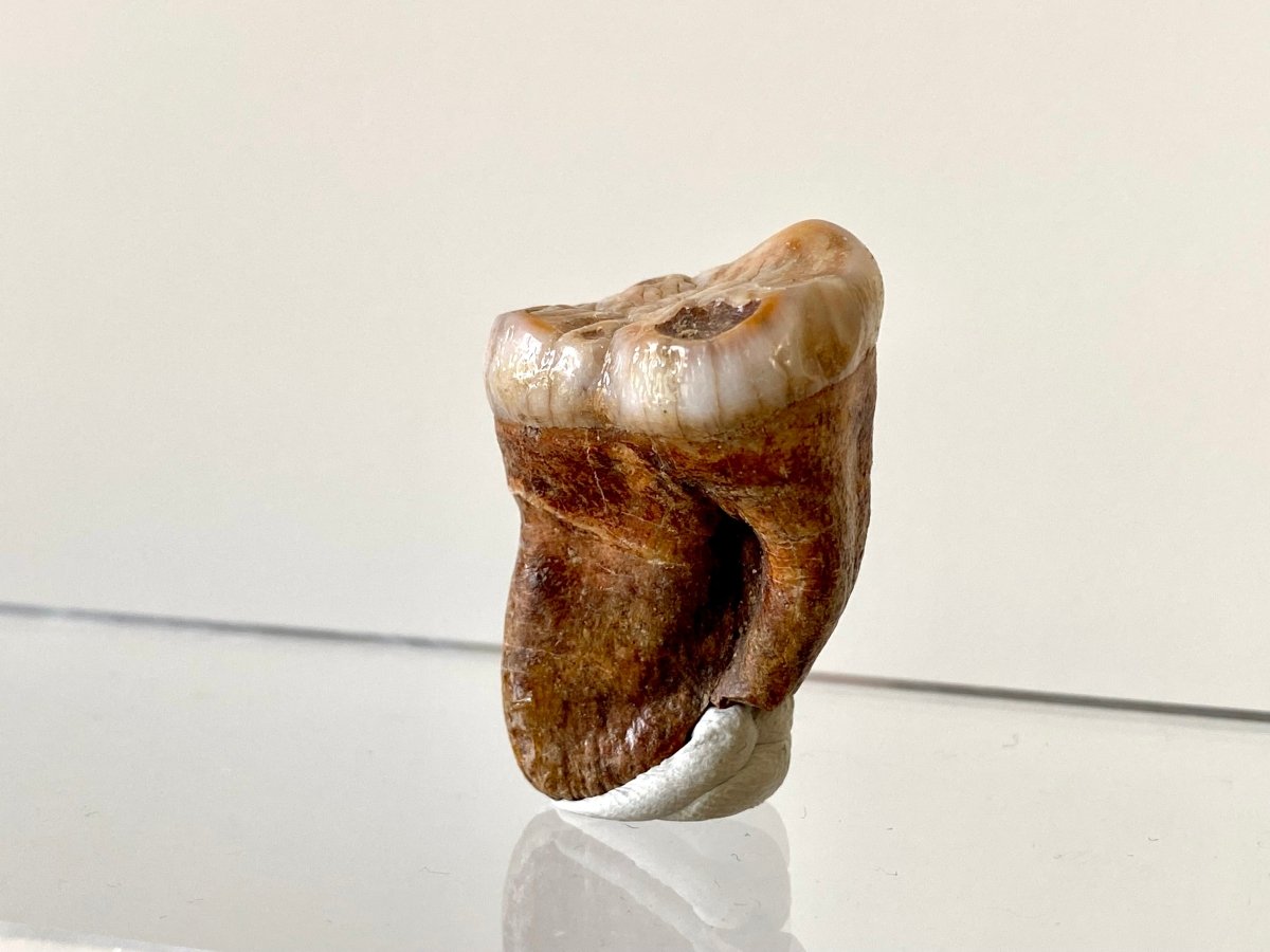 1.54" Cave Bear Molar from Rumania, Ursus Spelaeus fossil - FossilsAndMore