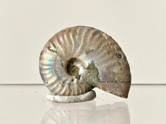 1.55" Small Iridescent Ammonite fossil from Madagascar - FossilsAndMore