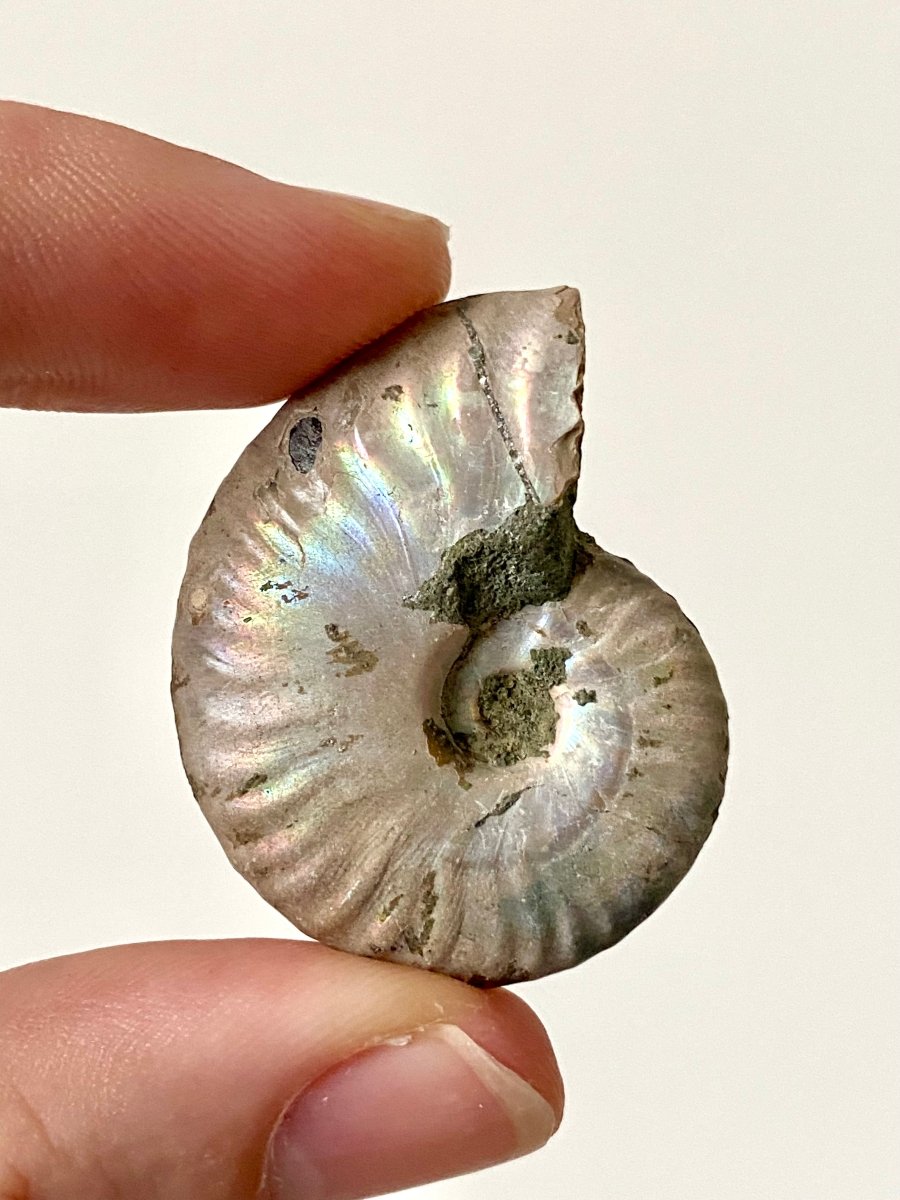 1.55" Small Iridescent Ammonite fossil from Madagascar - FossilsAndMore