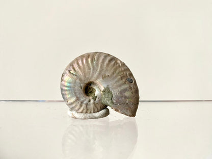 1.55" Small Iridescent Ammonite fossil from Madagascar - FossilsAndMore