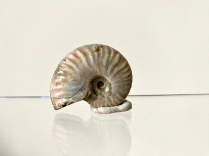 1.55" Small Iridescent Ammonite fossil from Madagascar - FossilsAndMore