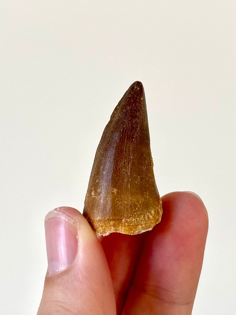 1.58" Mosasaurus species fossil tooth - FossilsAndMore