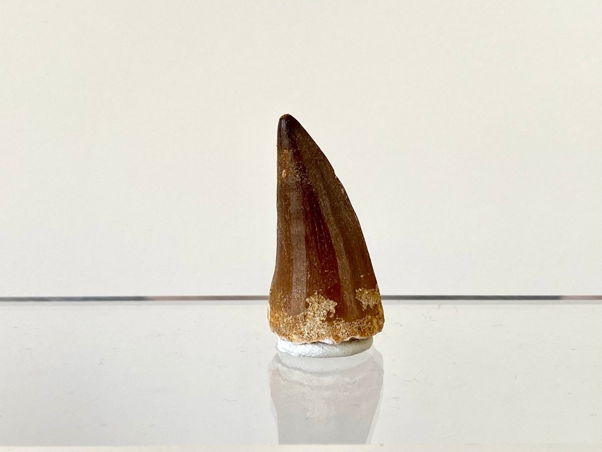 1.58" Mosasaurus species fossil tooth - FossilsAndMore