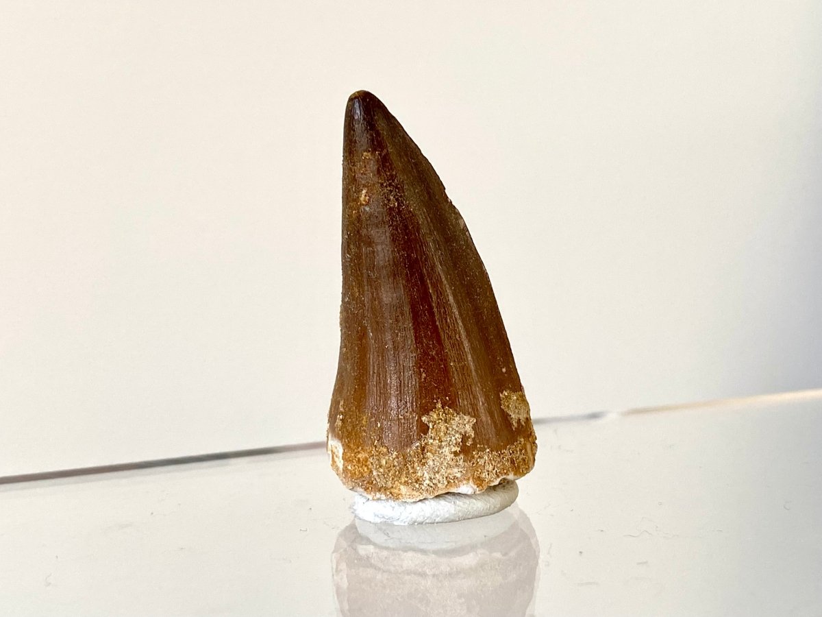 1.58" Mosasaurus species fossil tooth - FossilsAndMore