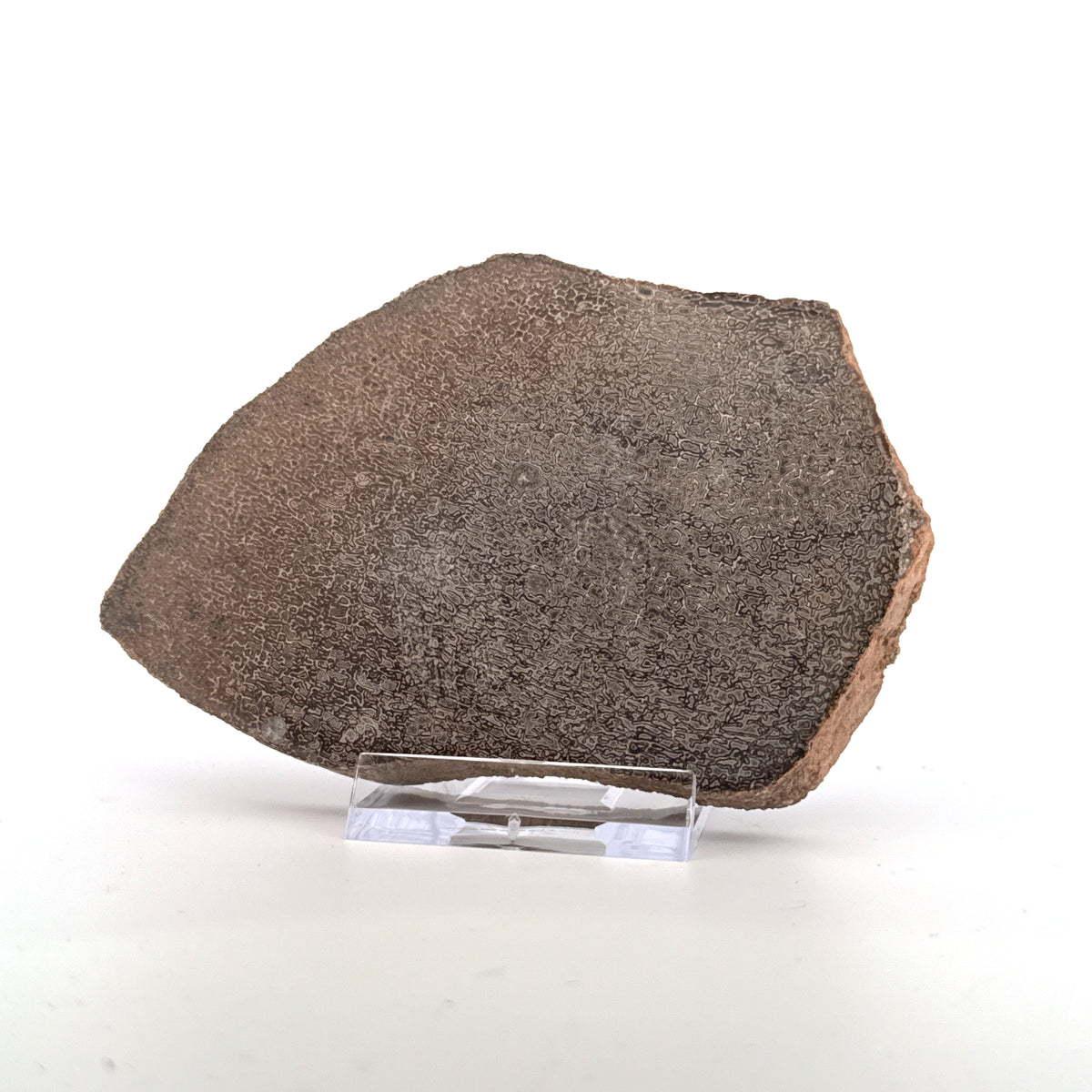 Polished Jurassic Sauropod Dinosaur Bone | 139 Grams