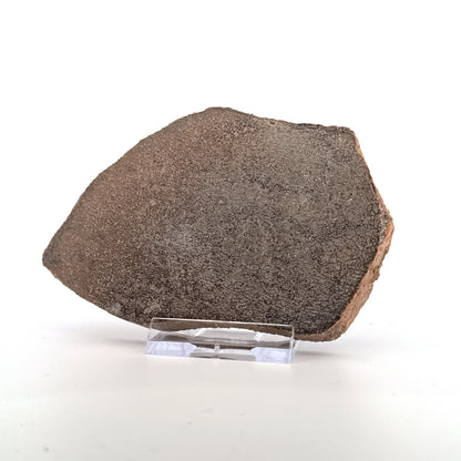 Polished Jurassic Sauropod Dinosaur Bone | 139 Grams