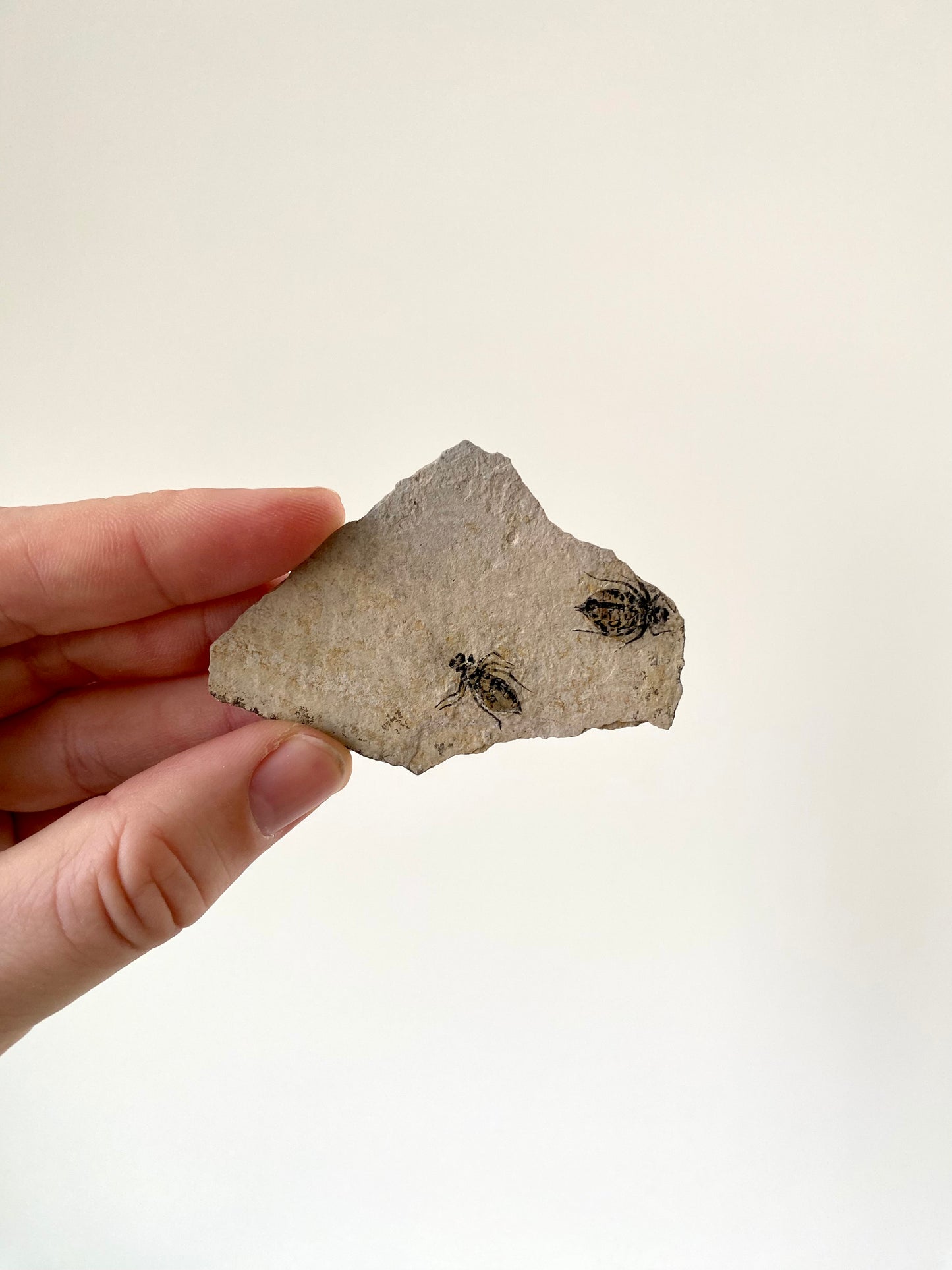 Fossilized Dragonfly Larvae insect (Libellula Doris)