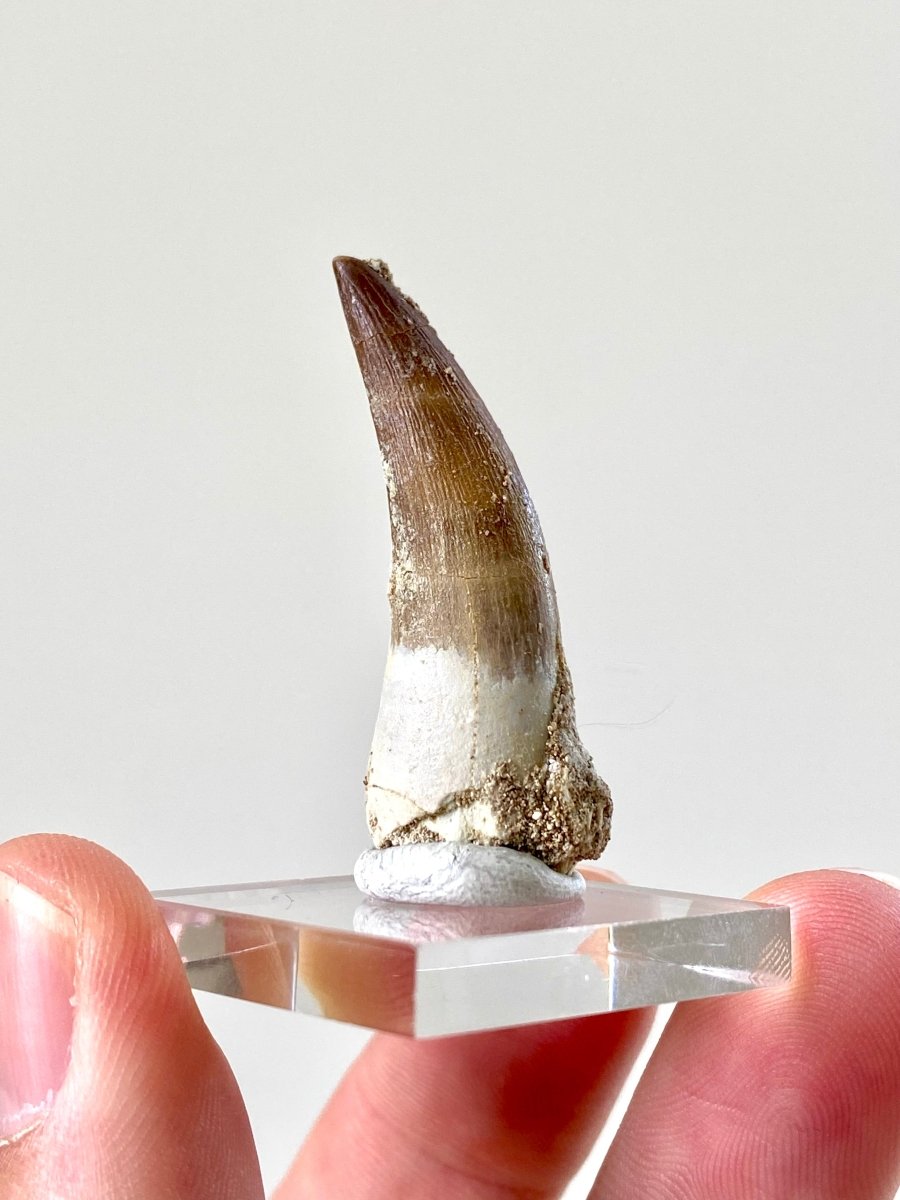 1.6" Plesiosaurus fossil tooth (4cm), Zarafasaurus Marine reptile - FossilsAndMore