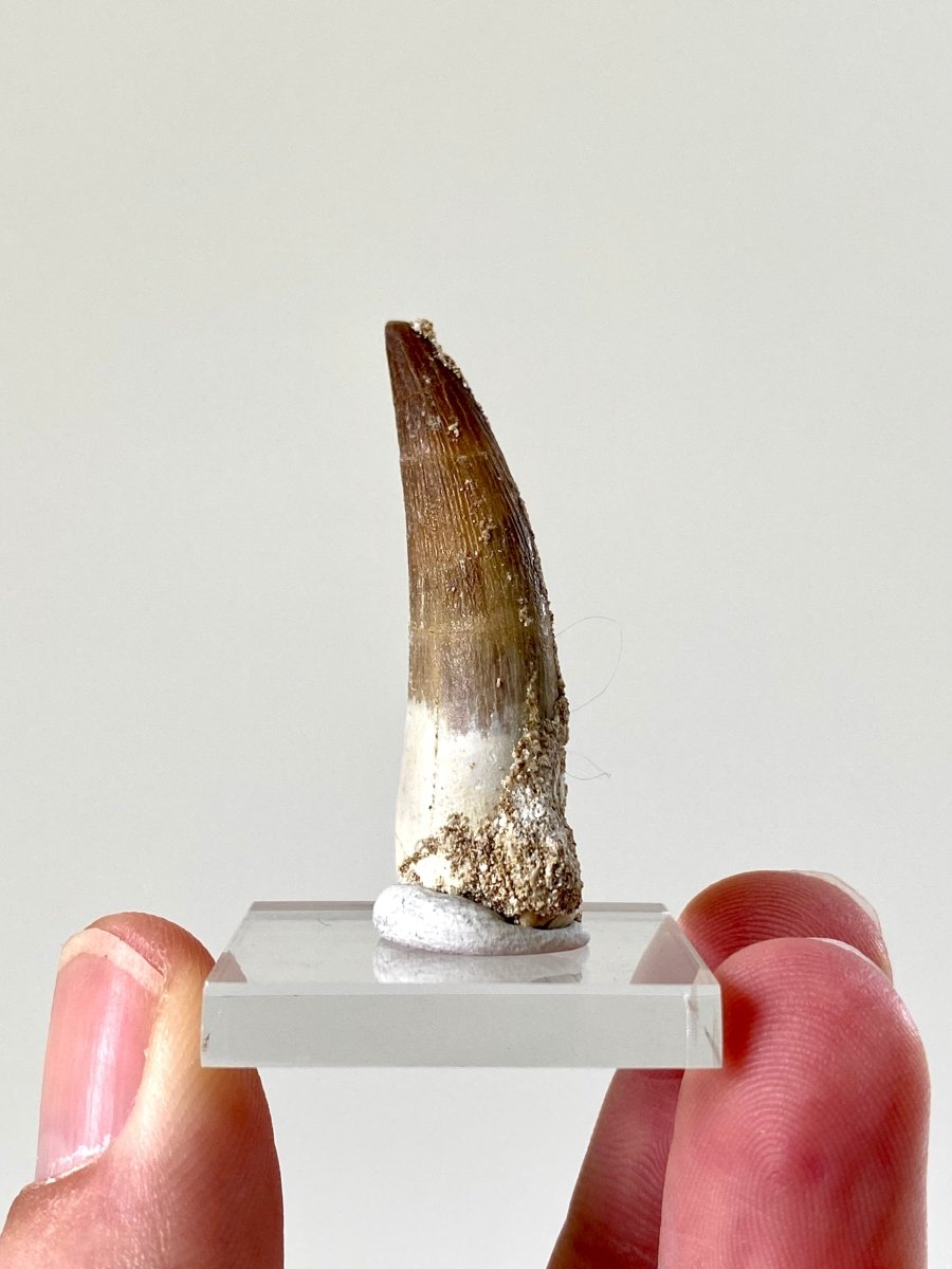 1.6" Plesiosaurus fossil tooth (4cm), Zarafasaurus Marine reptile - FossilsAndMore