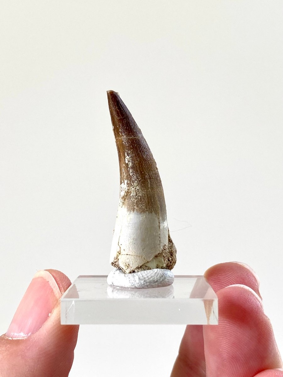 1.6" Plesiosaurus fossil tooth (4cm), Zarafasaurus Marine reptile - FossilsAndMore