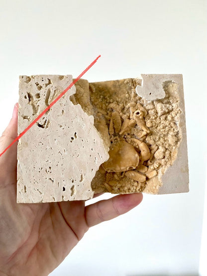 1.60" Potamon crab fossil species in travertine - FossilsAndMore