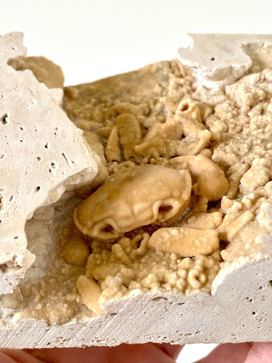 1.60" Potamon crab fossil species in travertine - FossilsAndMore