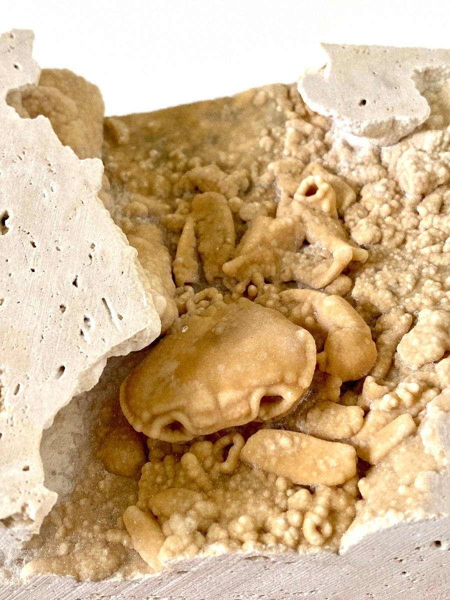 1.60" Potamon crab fossil species in travertine - FossilsAndMore