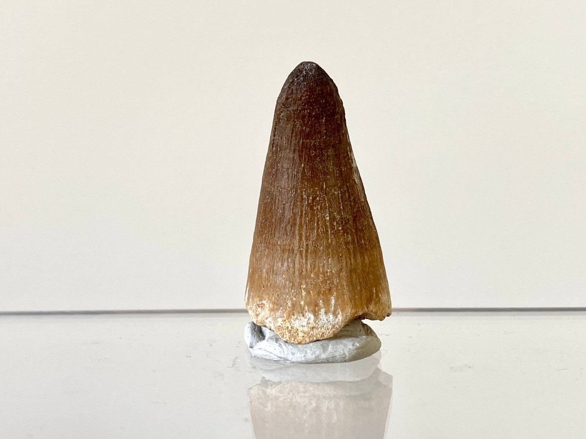 1.66" Maroccosuchus Zennaroi Fossil tooth, Crocodilian - FossilsAndMore