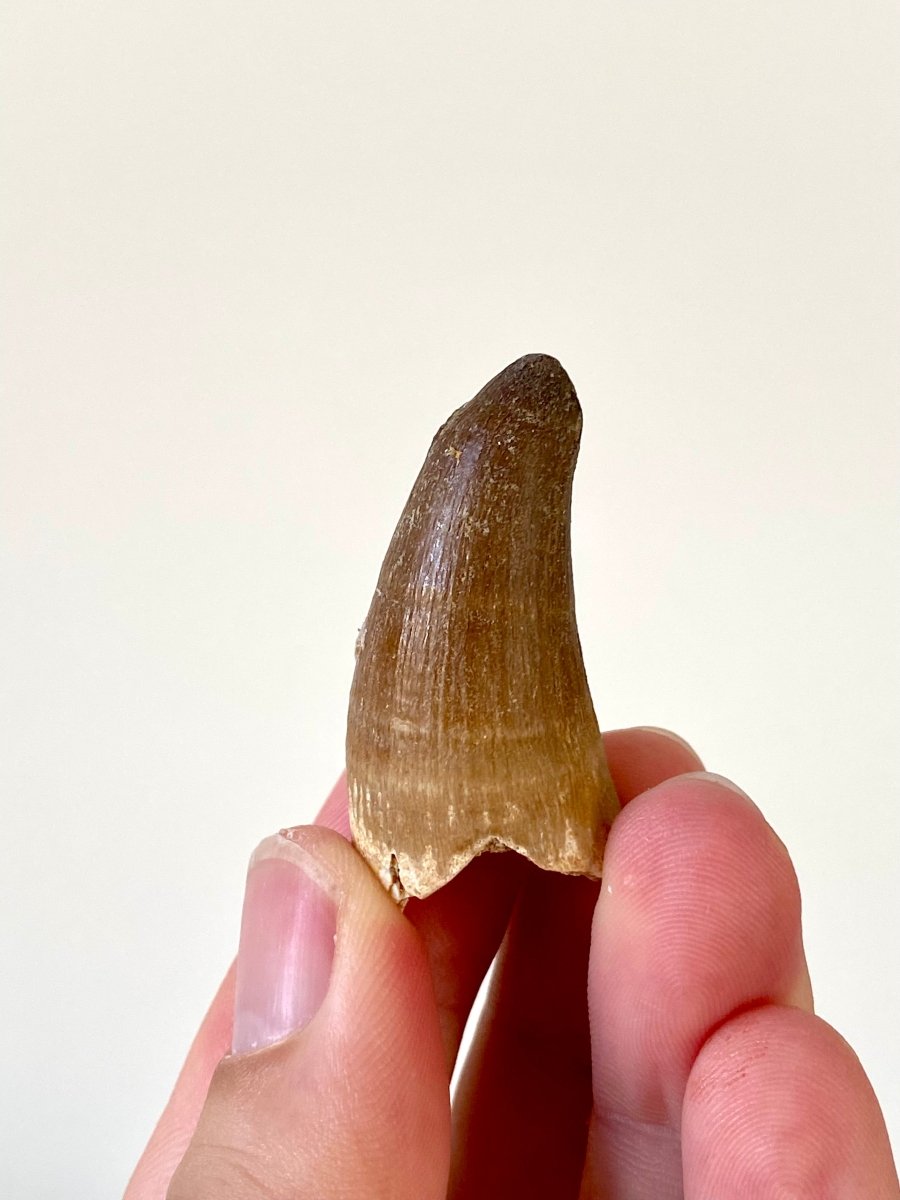 1.66" Maroccosuchus Zennaroi Fossil tooth, Crocodilian - FossilsAndMore