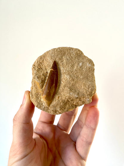 Fossil Plesiosaurus tooth on Matrix