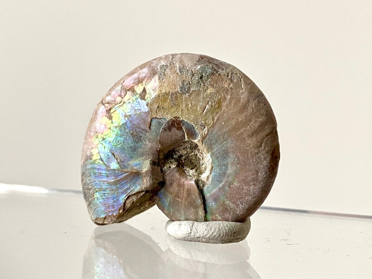 1.73" Small Iridescent Ammonite fossil from Madagascar - FossilsAndMore