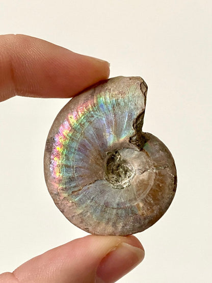 1.73" Small Iridescent Ammonite fossil from Madagascar - FossilsAndMore