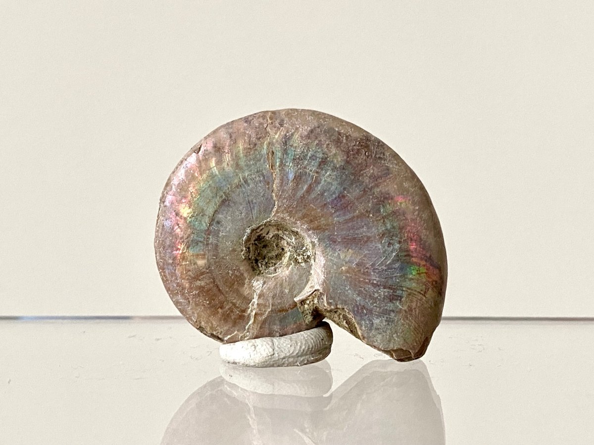 1.73" Small Iridescent Ammonite fossil from Madagascar - FossilsAndMore