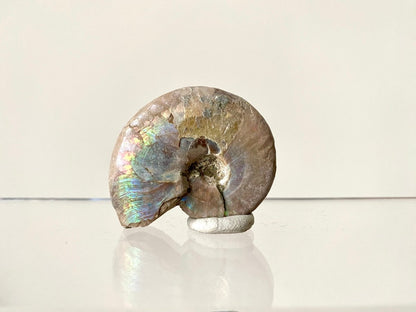 1.73" Small Iridescent Ammonite fossil from Madagascar - FossilsAndMore