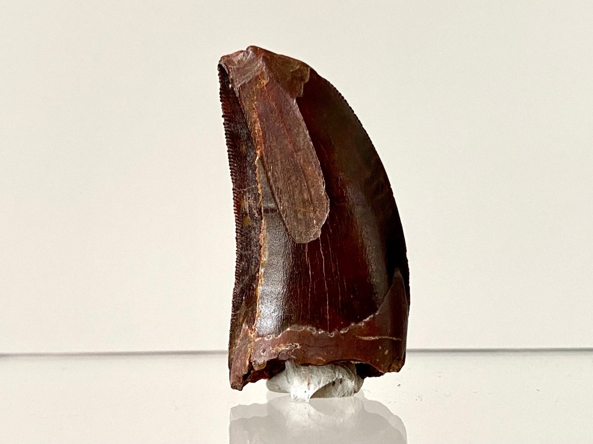 1.74" Carcharodontosaurus fossil tooth, Dinosaur tooth - FossilsAndMore