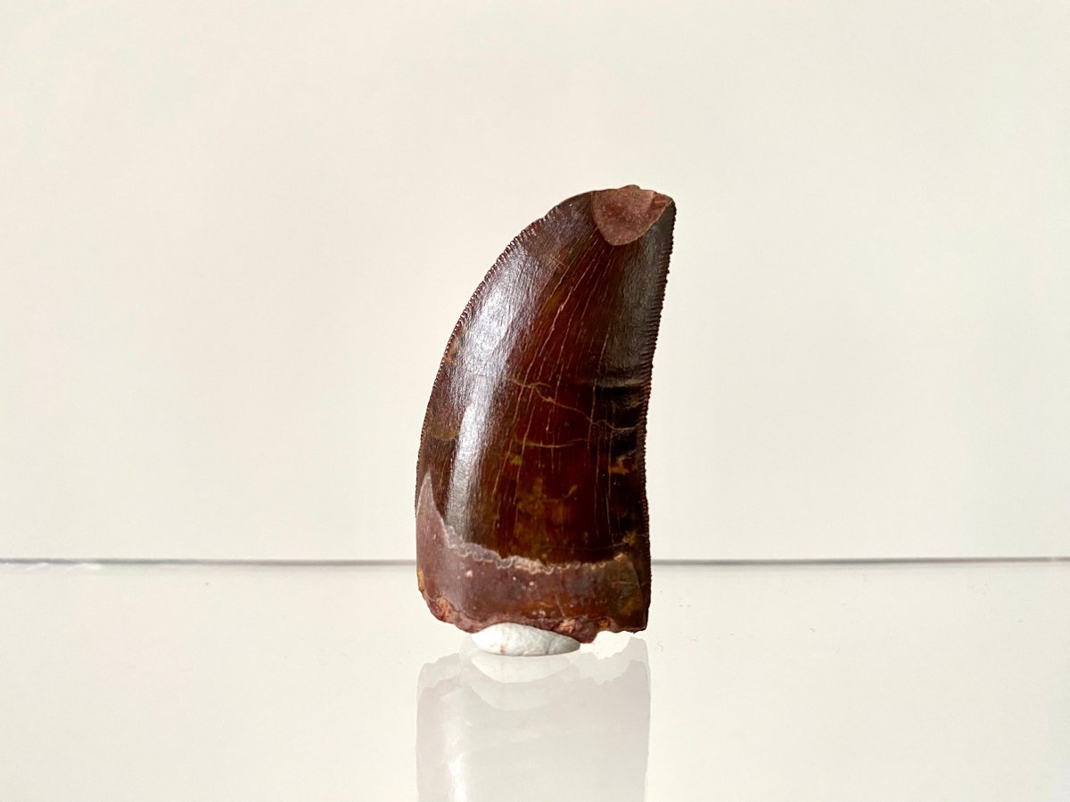 1.74" Carcharodontosaurus fossil tooth, Dinosaur tooth - FossilsAndMore