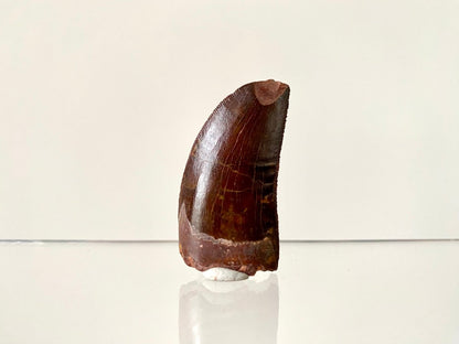 1.74" Carcharodontosaurus fossil tooth, Dinosaur tooth - FossilsAndMore