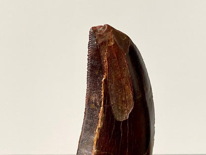 1.74" Carcharodontosaurus fossil tooth, Dinosaur tooth - FossilsAndMore