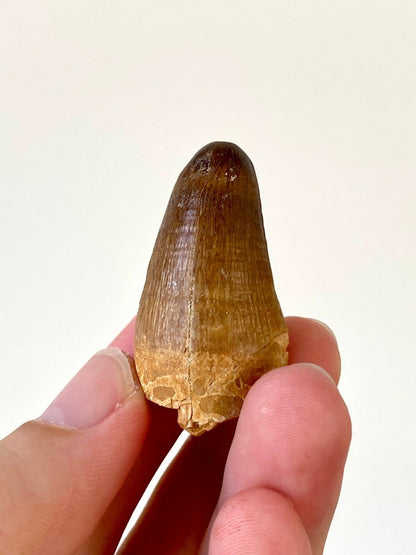 1.74" Maroccosuchus Zennaroi Fossil tooth, Crocodilian - FossilsAndMore