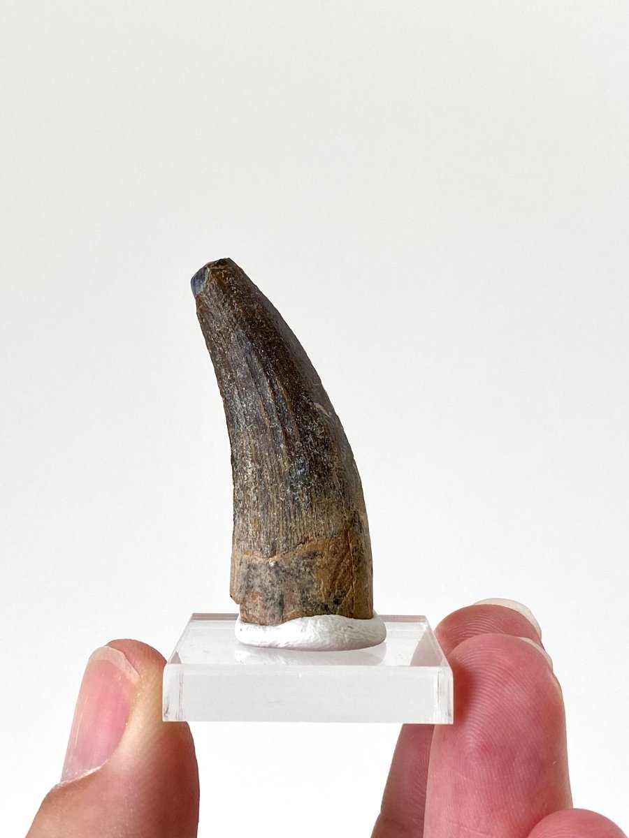 1.74" Suchomimus dinosaur fossil tooth from Niger - FossilsAndMore