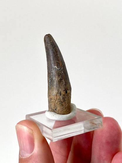 1.74" Suchomimus dinosaur fossil tooth from Niger - FossilsAndMore