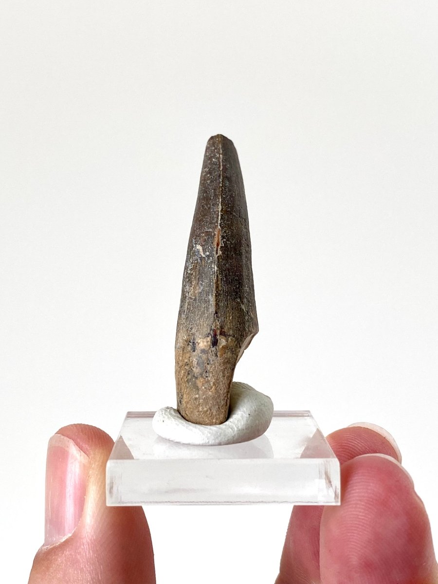 1.74" Suchomimus dinosaur fossil tooth from Niger - FossilsAndMore