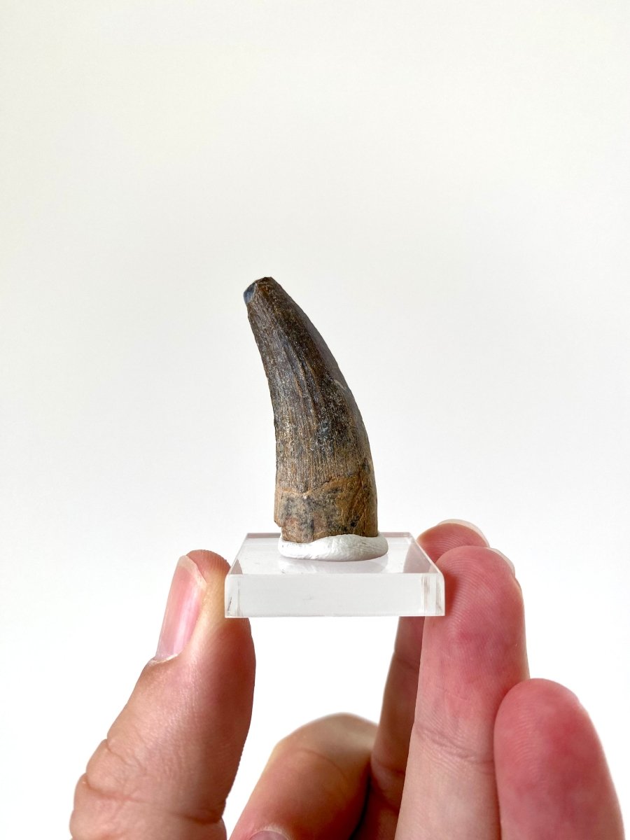 1.74" Suchomimus dinosaur fossil tooth from Niger - FossilsAndMore