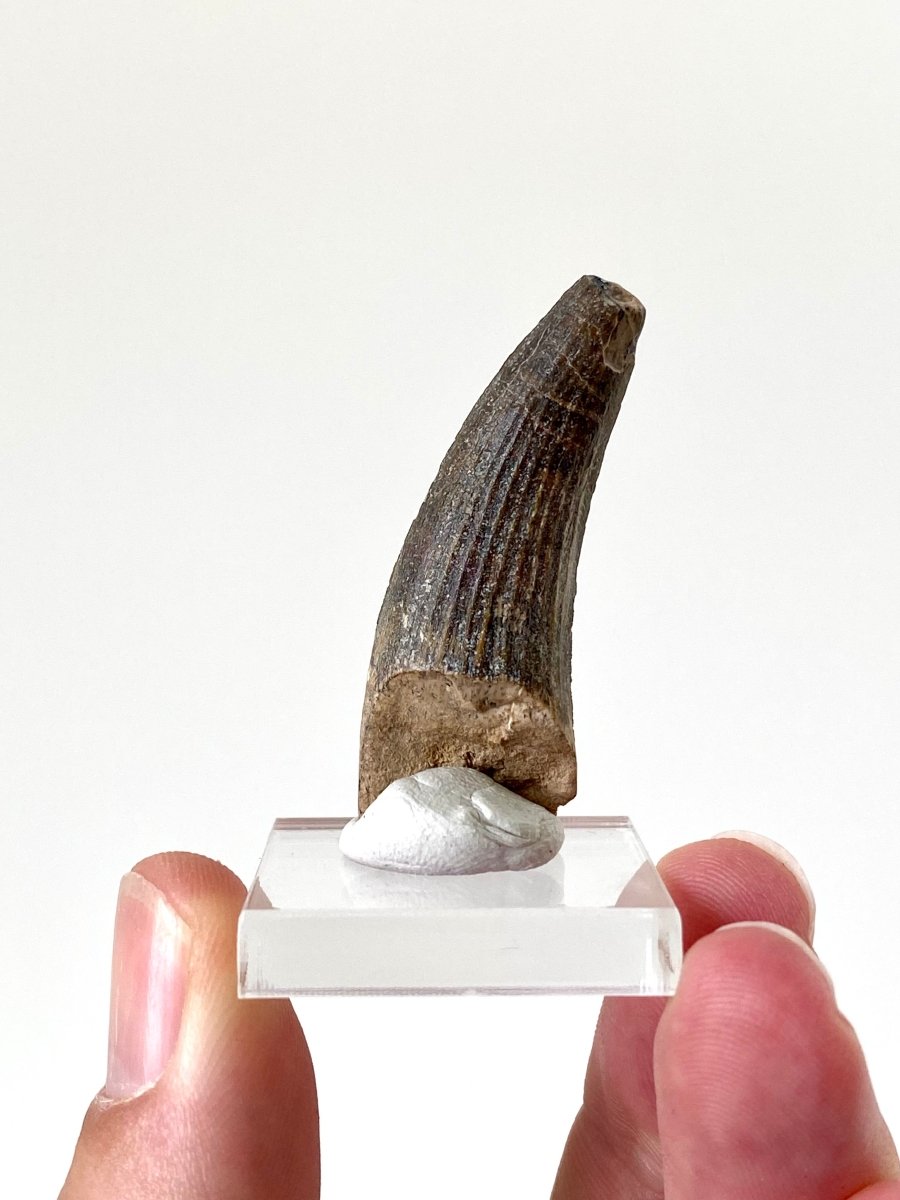 1.74" Suchomimus dinosaur fossil tooth from Niger - FossilsAndMore