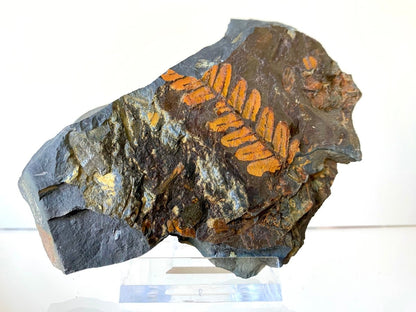 1.75" Neuropteris species plant fossil matrix, fossil fern (Carboniferous fossil) - FossilsAndMore