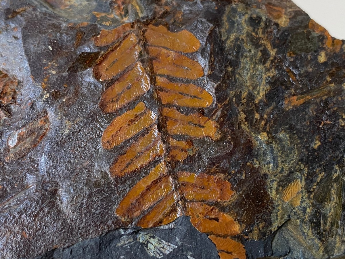 1.75" Neuropteris species plant fossil matrix, fossil fern (Carboniferous fossil) - FossilsAndMore