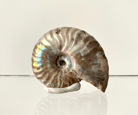 1.76" Small Iridescent Ammonite fossil from Madagascar - FossilsAndMore