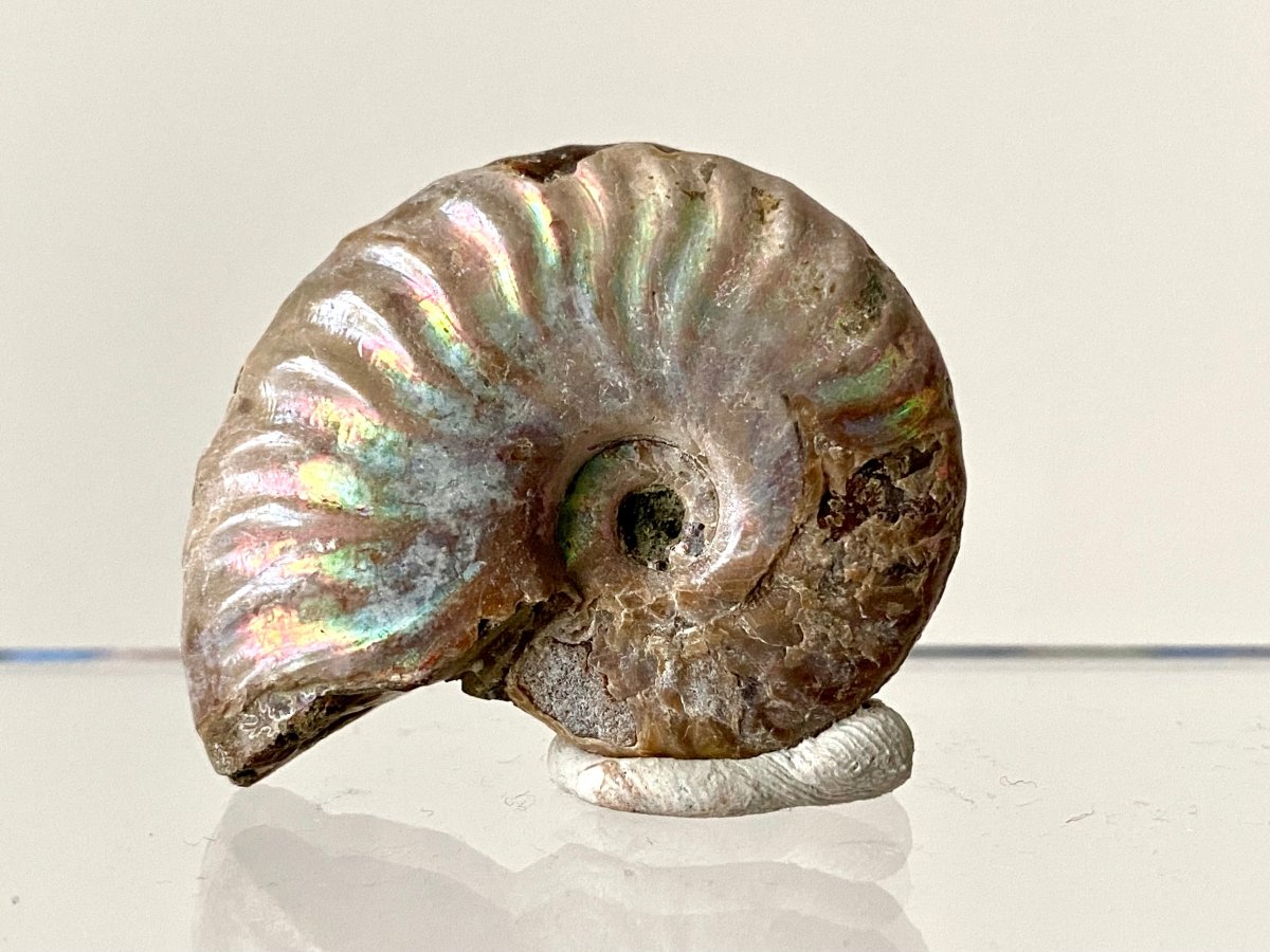 1.76" Small Iridescent Ammonite fossil from Madagascar - FossilsAndMore