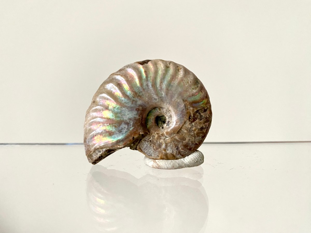 1.76" Small Iridescent Ammonite fossil from Madagascar - FossilsAndMore